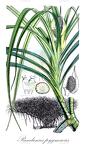 Pandanus pygmaeus