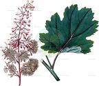 Macleaya cordata