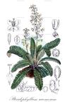 Pteridophyllum racemosum