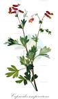 Capnoides sempervirens