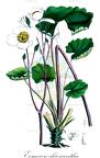 Eomecon chionantha