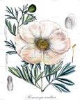 Romneya coulteri
