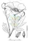 Romneya coulteri