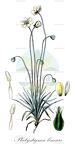 Platystigma lineare