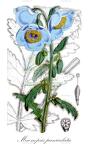 Meconopsis paniculata