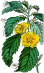 Turnera ulmifolia