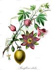 Passiflora edulis