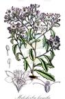 Malesherbia humilis