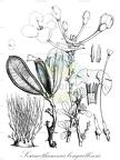Sesamothamnus benguellensis