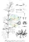 Harpagophytum procumbens