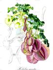 Holubia saccata