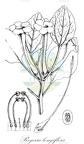 Rogeria longiflora