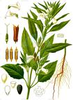 Sesamum indicum