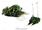 Pellia epiphylla