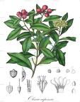 Olinia capensis