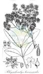 Rhynchocalyx lawsonioides