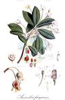 Anneslea fragrans