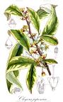 Cleyera japonica