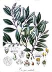 Eurya nitida