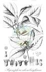 Pogonophora schomburgkiana