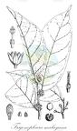 Trigonopleura malayana