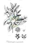 Chaetocarpus myrsinites
