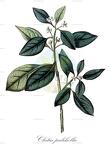 Clutia pulchella