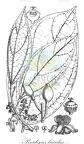 Peridiscus lucidus