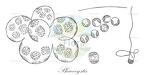 Phaeocystis