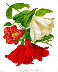 Lapageria rosea