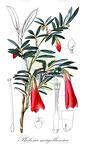 Philesia magellanica