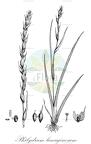 Philydrum lanuginosum