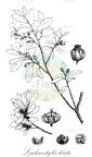 Lachnostylis hirta