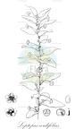 Leptopus cordifolius