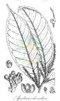 Apodiscus chevalieri