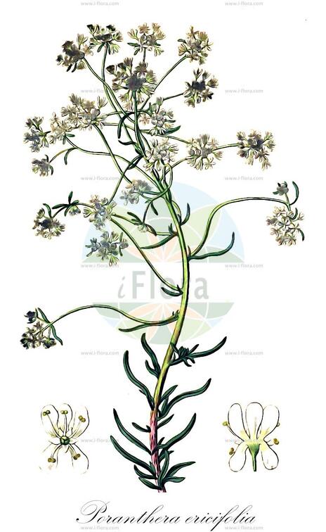Poranthera ericifolia