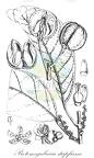 Protomegabaria stapfiana
