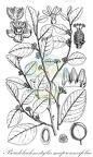 Pseudolachnostylis maprouneifolia
