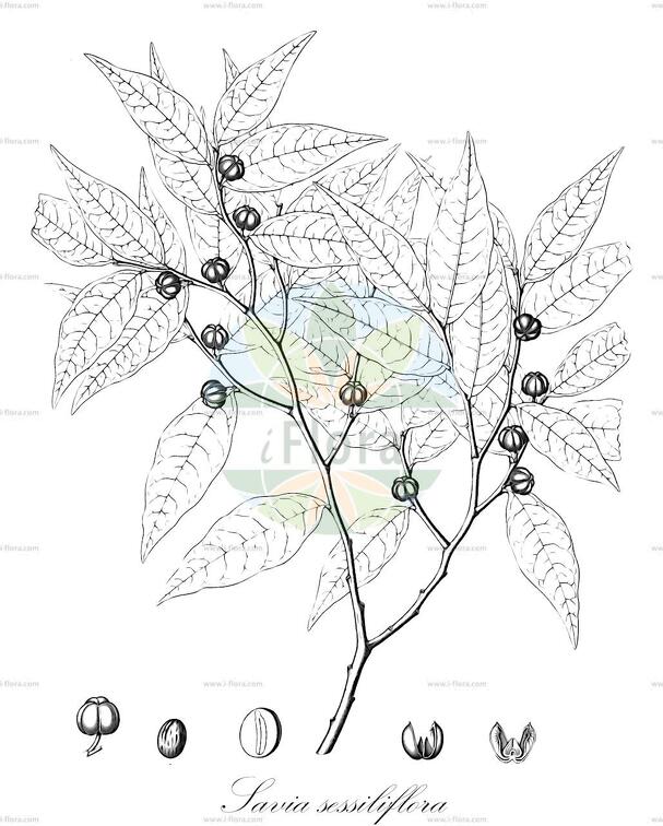 Savia sessiliflora