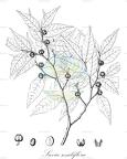 Savia sessiliflora