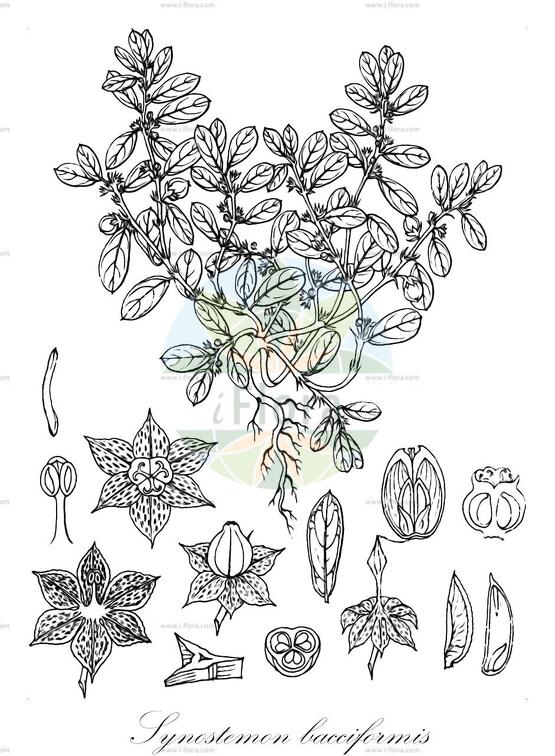 Synostemon bacciformis