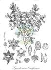 Synostemon bacciformis