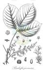 Bischofia javanica