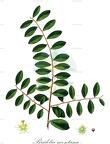 Bridelia montana
