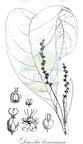 Dicoelia beccariana