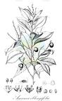 Amanoa oblongifolia