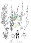 Flueggea tinctoria