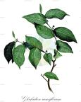 Glochidion ramiflorum