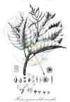 Hieronyma alchorneoides