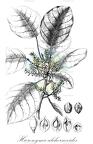 Hieronyma alchorneoides